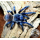 Pterinopelma sazimai/Iridescent blue 4fh  (1-2cm)